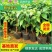 云南紫三角梅/绿化苗木/工程用苗木/庭院爬藤植物