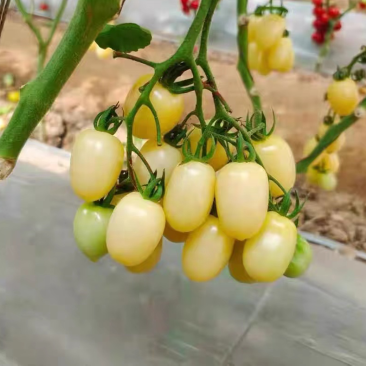 【实力货源】白妃小番茄各种品种圣女果货源充足