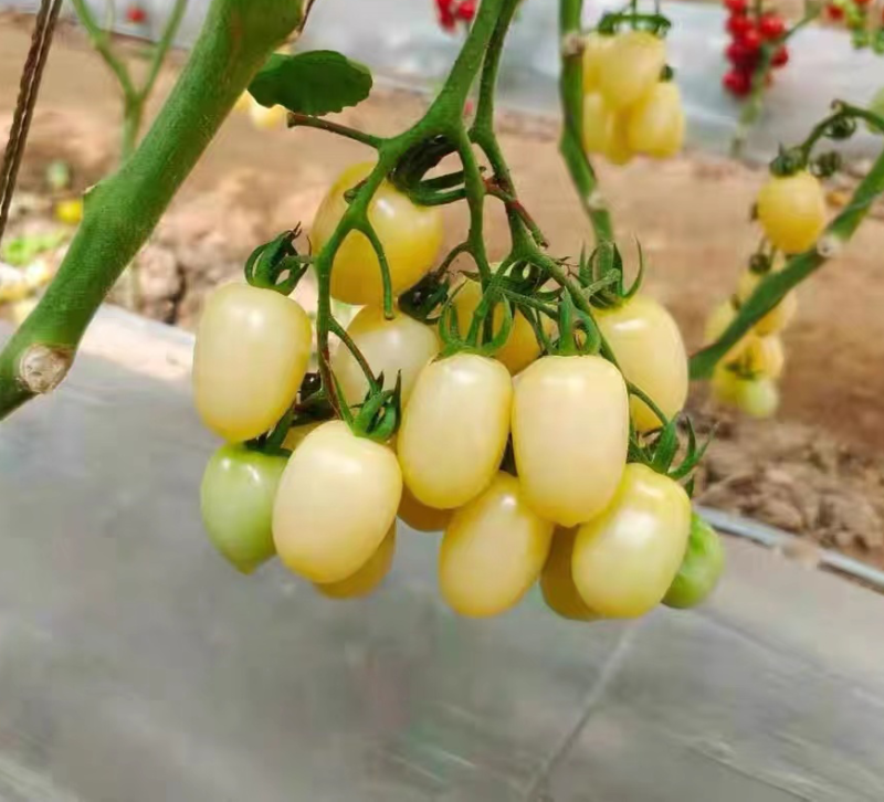 【实力货源】白妃小番茄各种品种圣女果货源充足