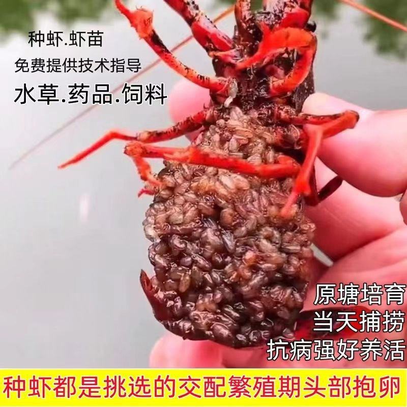 淡水龙虾苗种抱卵种虾小龙虾苗淡水养殖产卵龙虾种苗基地