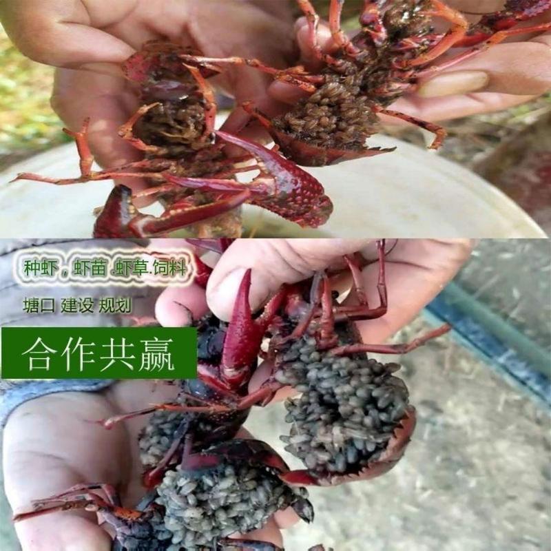 淡水龙虾苗种抱卵种虾小龙虾苗淡水养殖产卵龙虾种苗基地