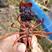 淡水龙虾苗种抱卵种虾小龙虾苗淡水养殖产卵龙虾种苗基地
