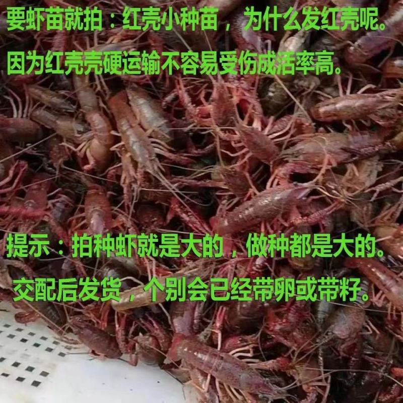 淡水龙虾苗种抱卵种虾小龙虾苗淡水养殖产卵龙虾种苗基地