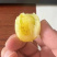 【实力货源】白妃小番茄各种品种圣女果货源充足