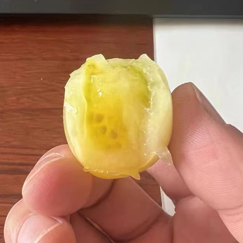 【实力货源】白妃小番茄各种品种圣女果货源充足
