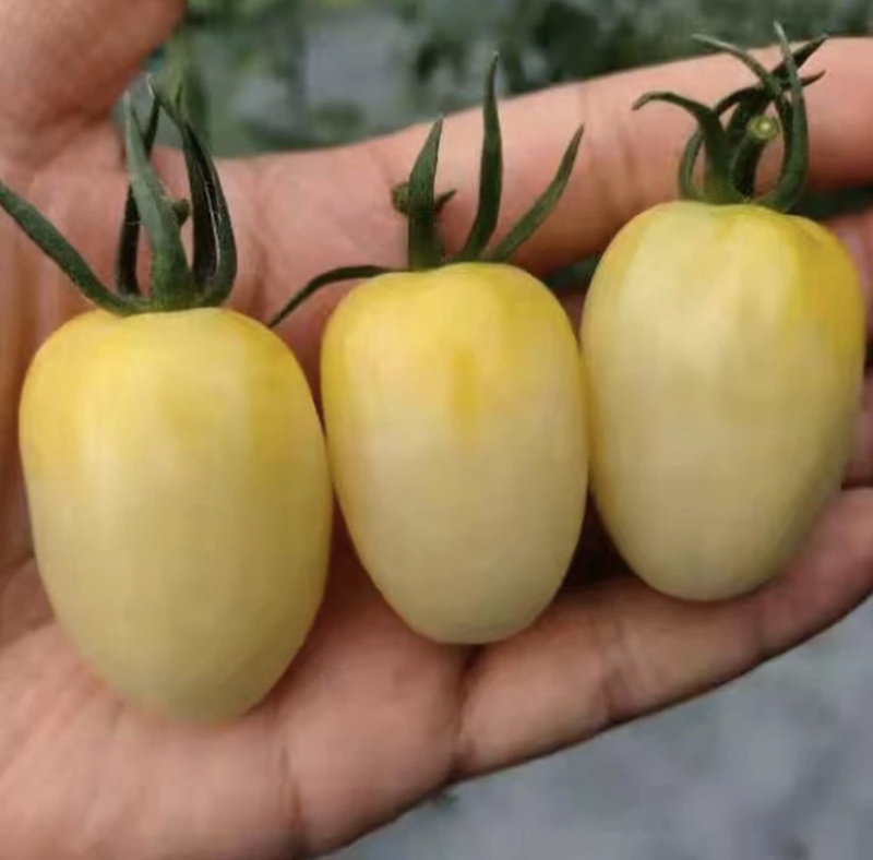 【实力货源】白妃小番茄各种品种圣女果货源充足