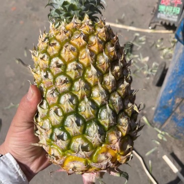 海南香水菠萝，大量到货，2.5斤起步