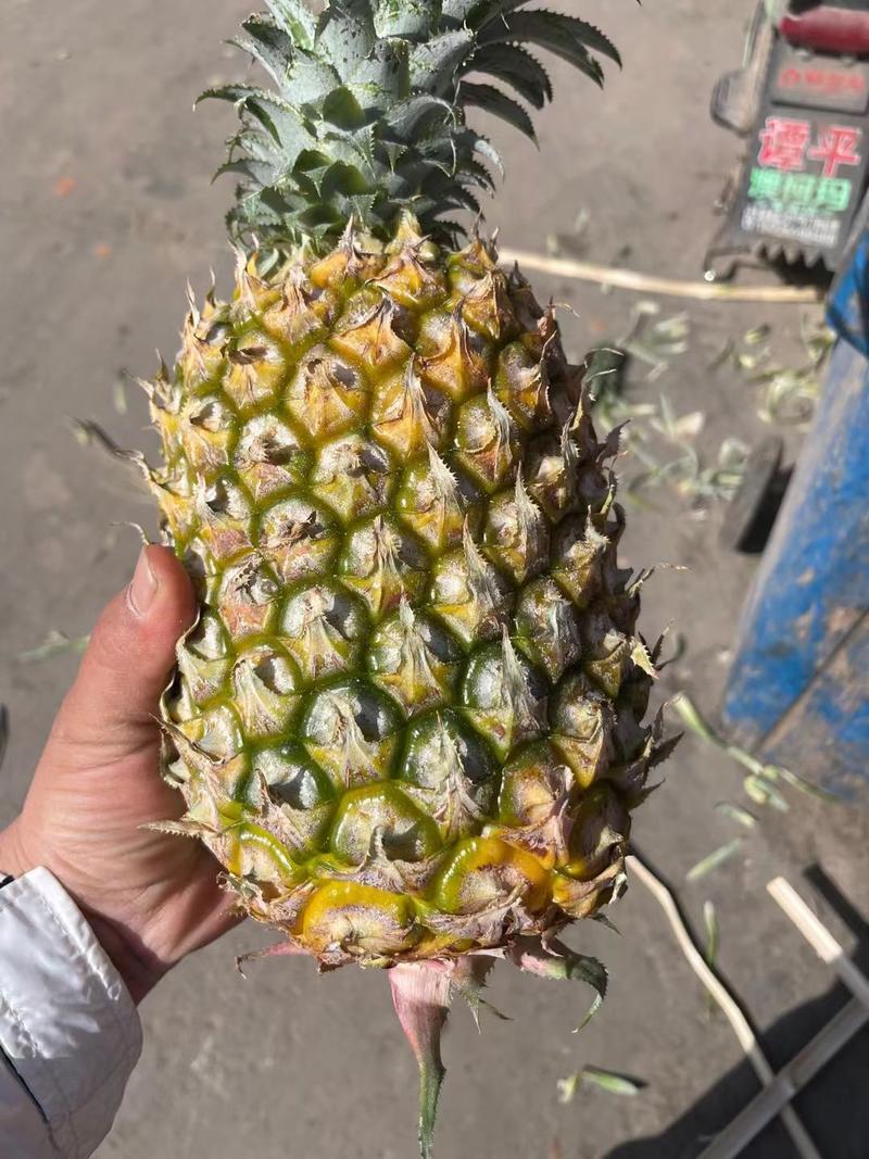 海南香水菠萝，大量到货，2.5斤起步