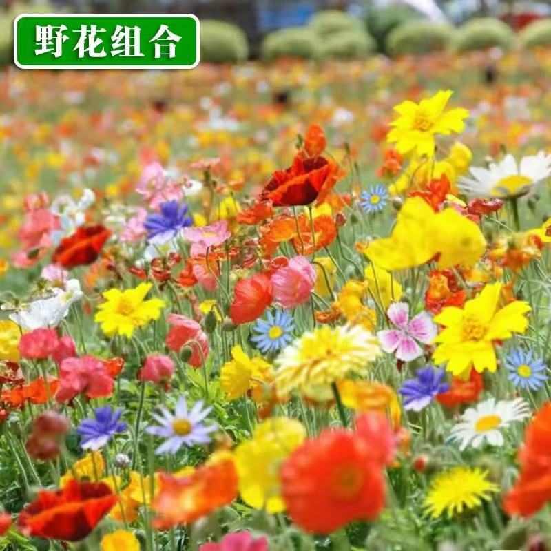 【野花种子】野花组合种子四季开花耐寒花籽易活庭院室外花种电联