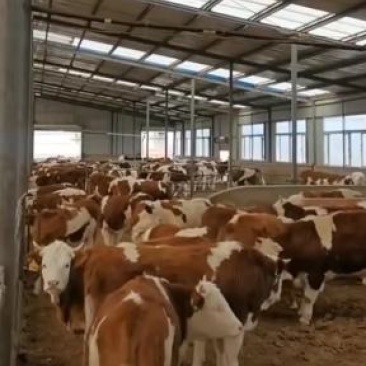 西门塔尔牛养殖场