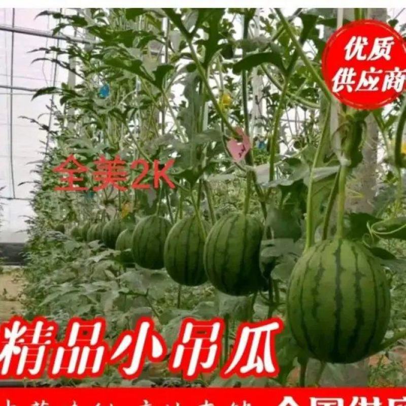 优选潍坊全美2k西瓜，2k西瓜，糖丸西瓜，手掰瓜，代办