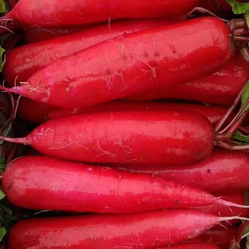 山东优质红皮水萝卜，水果萝卜大量上市中，脆甜微辣全国代发
