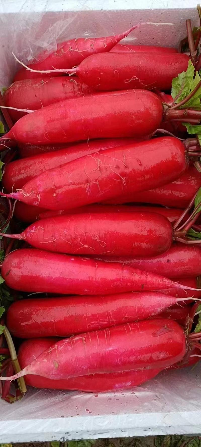 山东优质红皮水萝卜，水果萝卜大量上市中，脆甜微辣全国代发