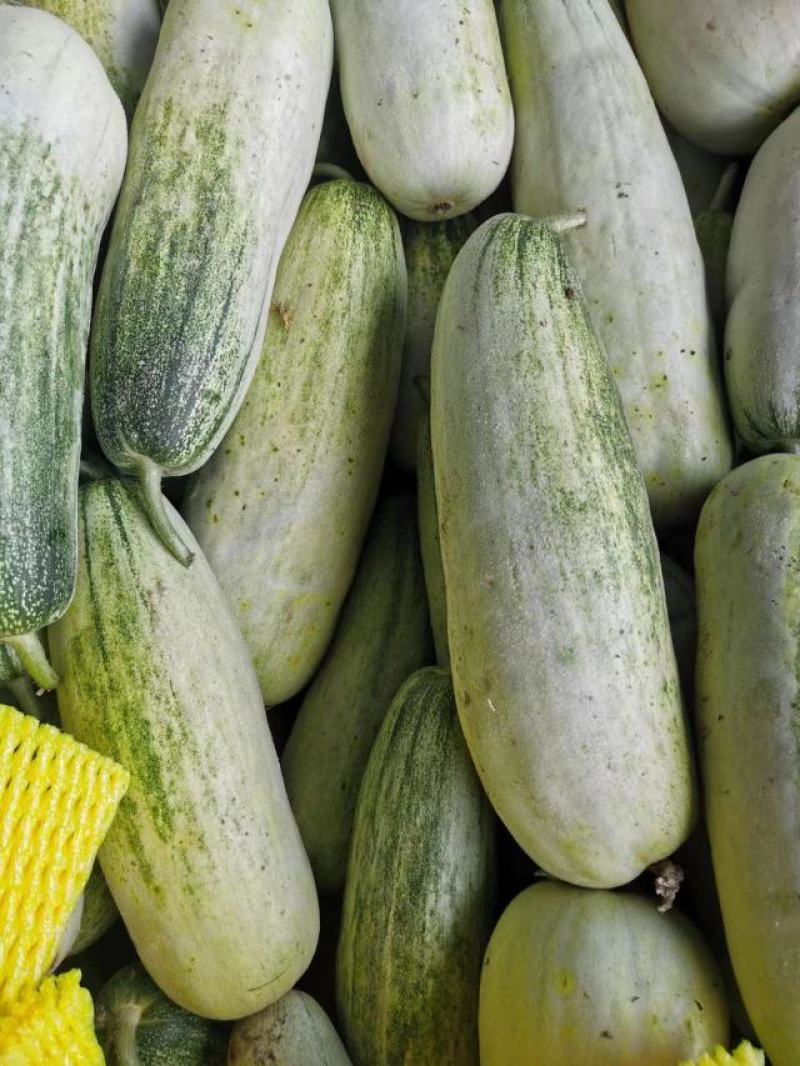 精品潍坊博洋甜瓜，博洋九，博洋61，博洋9甜瓜，产地直发