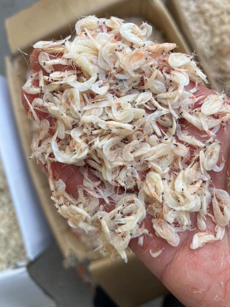 新鲜渤海湾虾皮