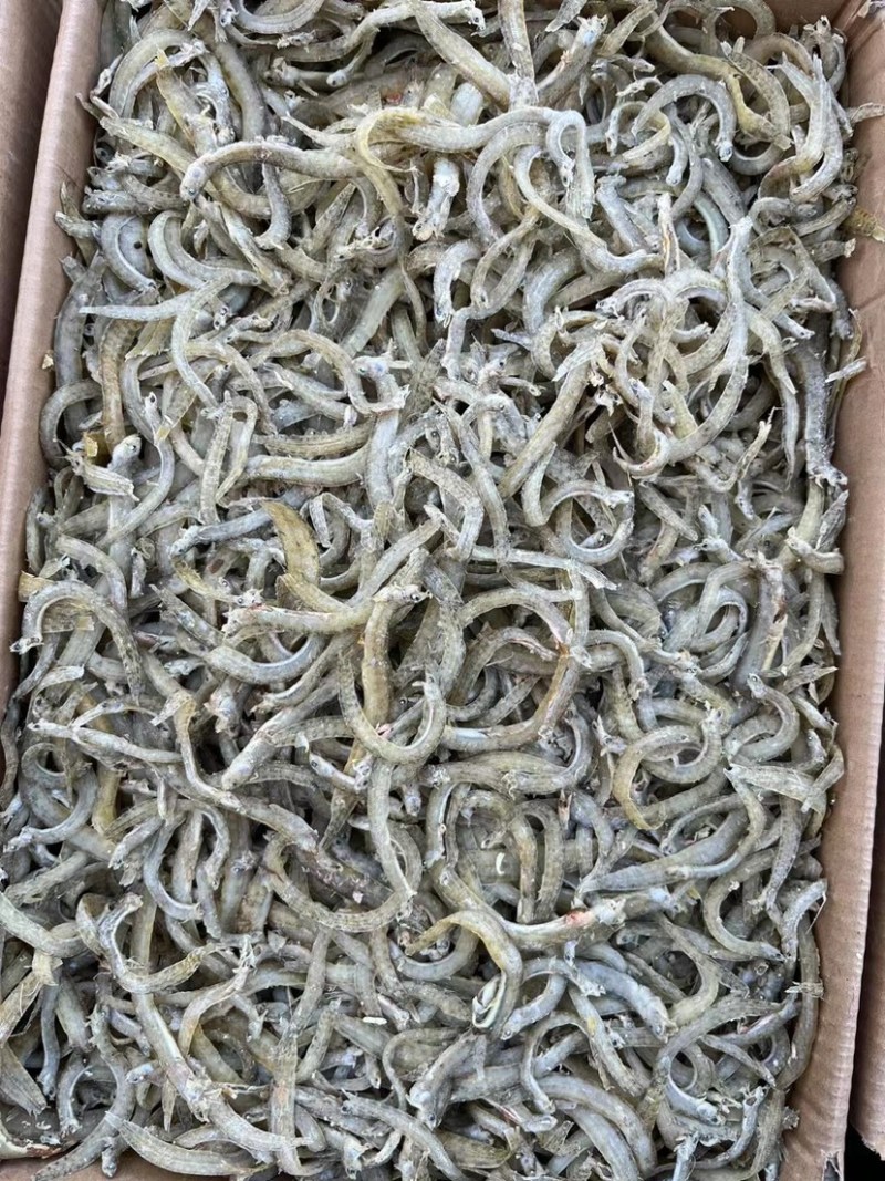 凤尾鱼