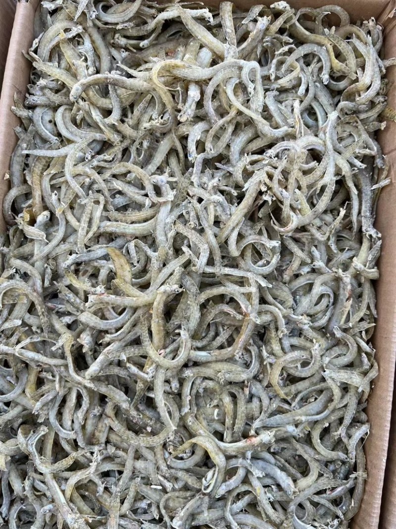 凤尾鱼