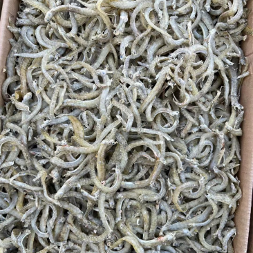 凤尾鱼