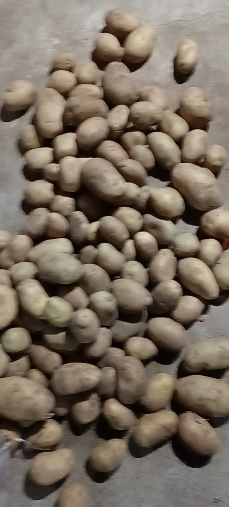 陕北土豆内蒙V7各种货源应有尽有需要的联系