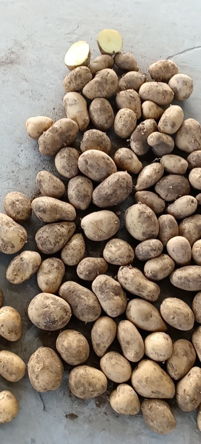 陕北土豆内蒙V7各种货源应有尽有需要的联系