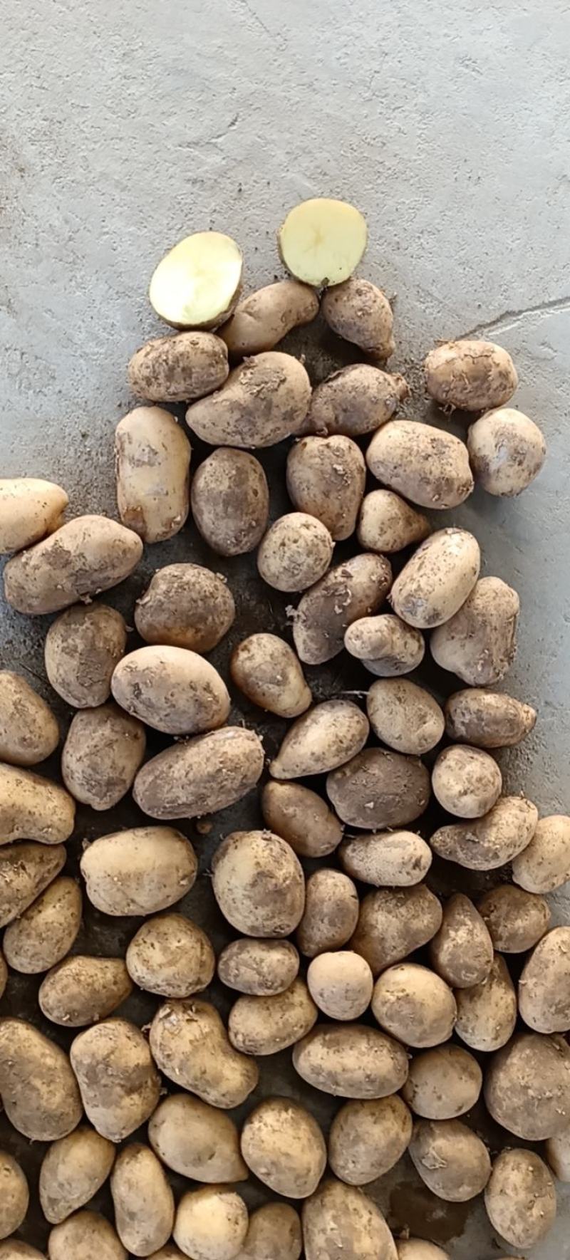 陕北土豆内蒙V7各种货源应有尽有需要的联系