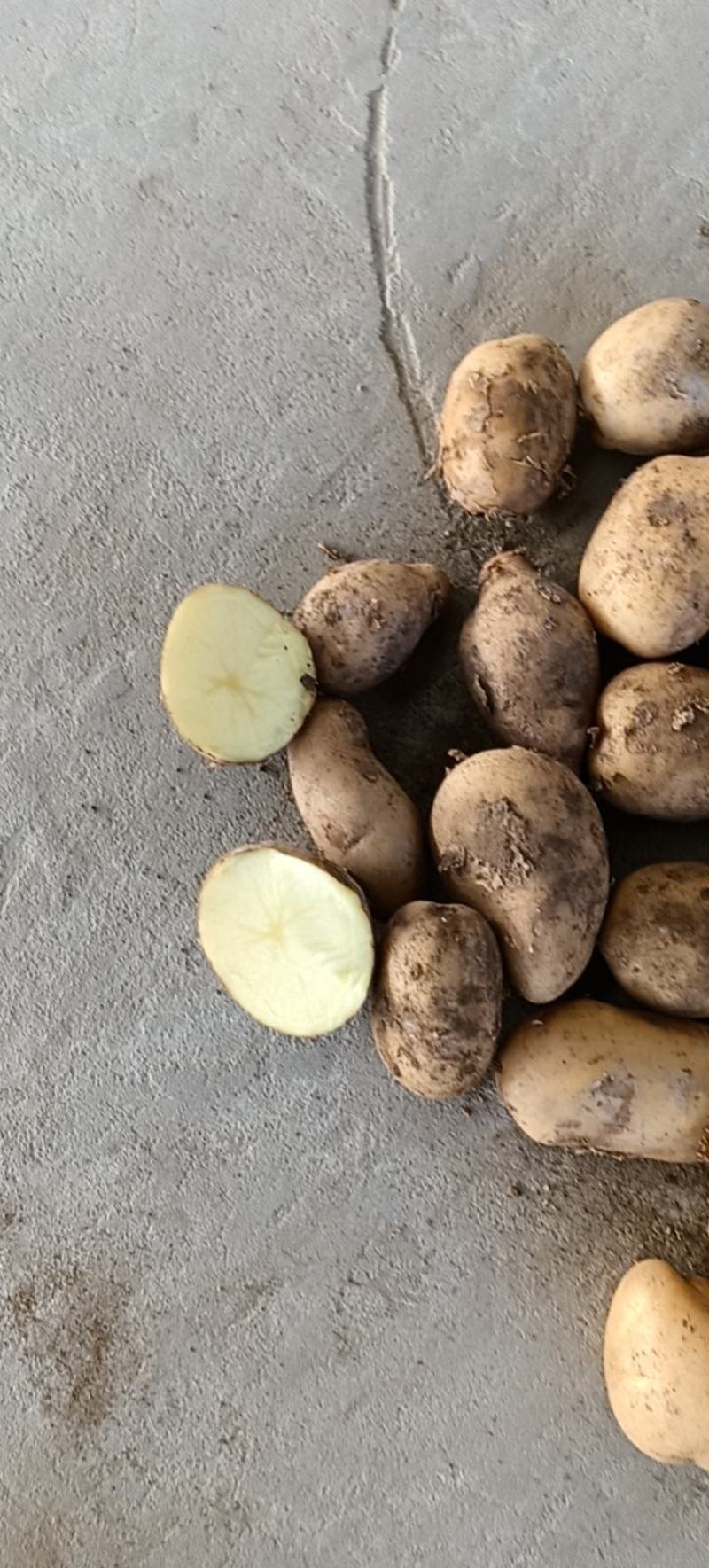 陕北土豆内蒙V7各种货源应有尽有需要的联系