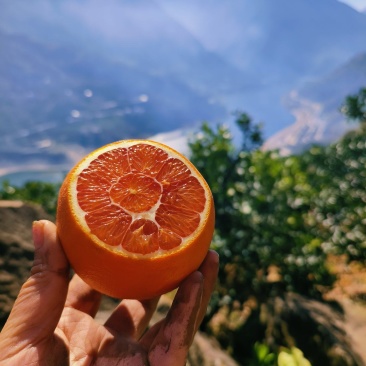 秭归中华红血橙，红橙，果肉鲜红甜化渣，看园订货惊爆价促销