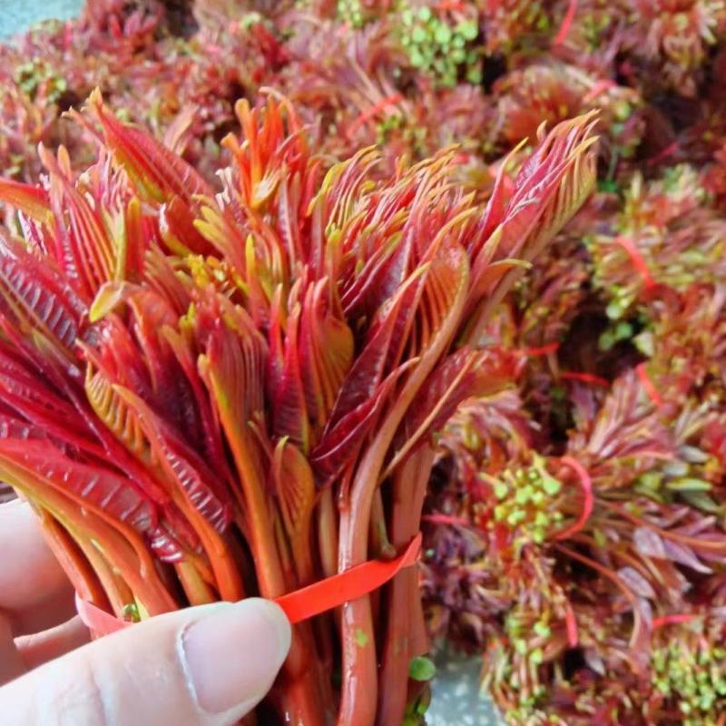 香椿芽，红香椿，贵州香春芽火热上市供应，价格随行就市，