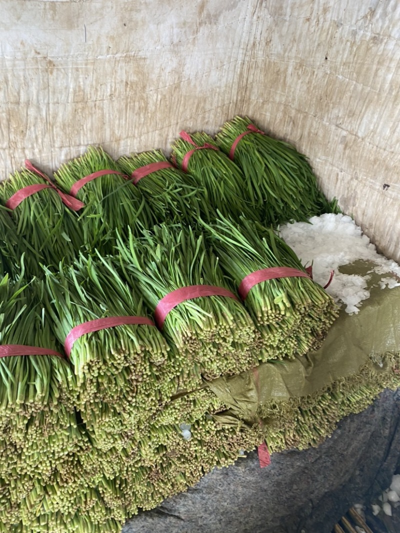 精品韭菜，诚信经营，大量有货。