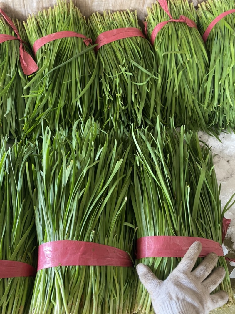 精品韭菜，诚信经营，大量有货。