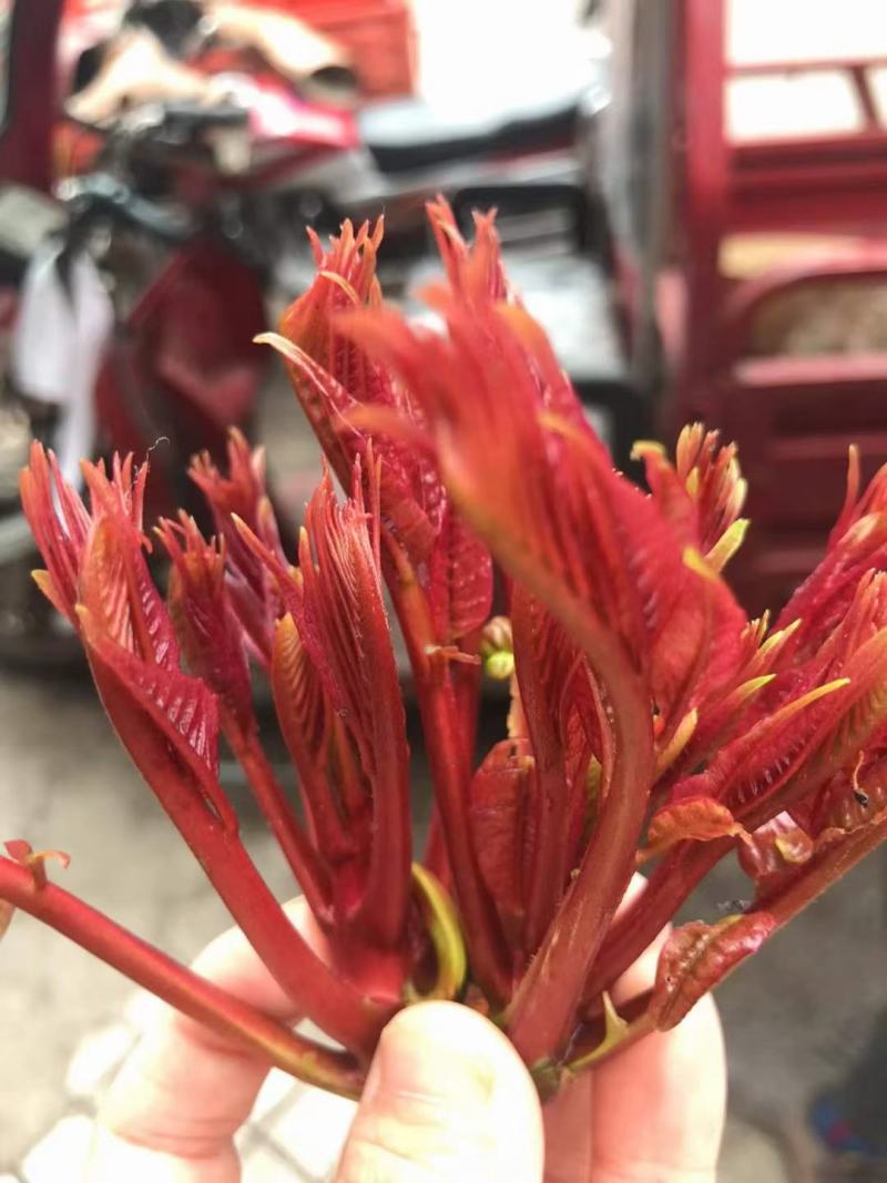 香椿芽，红香椿，贵州香春芽火热上市供应，价格随行就市，