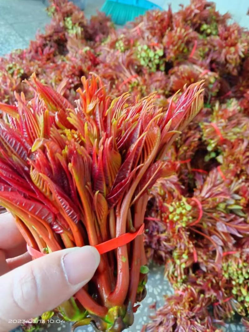 香椿芽，红香椿，贵州香春芽火热上市供应，价格随行就市，