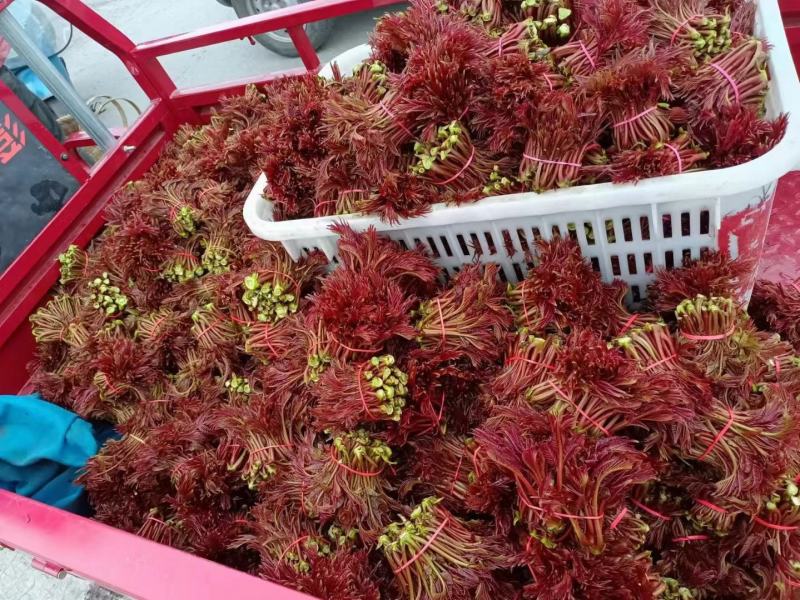 香椿芽，红香椿，贵州香春芽火热上市供应，价格随行就市，