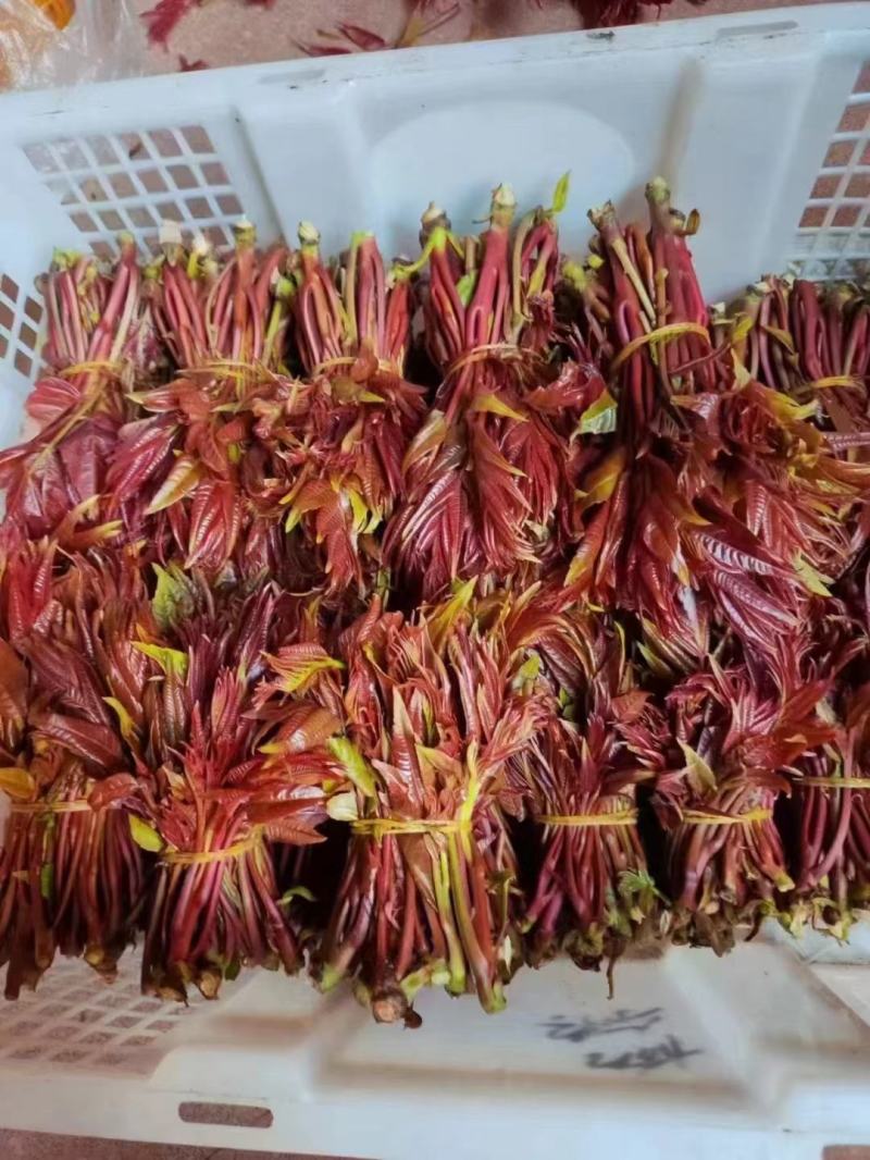 香椿芽，红香椿，贵州香春芽火热上市供应，价格随行就市，