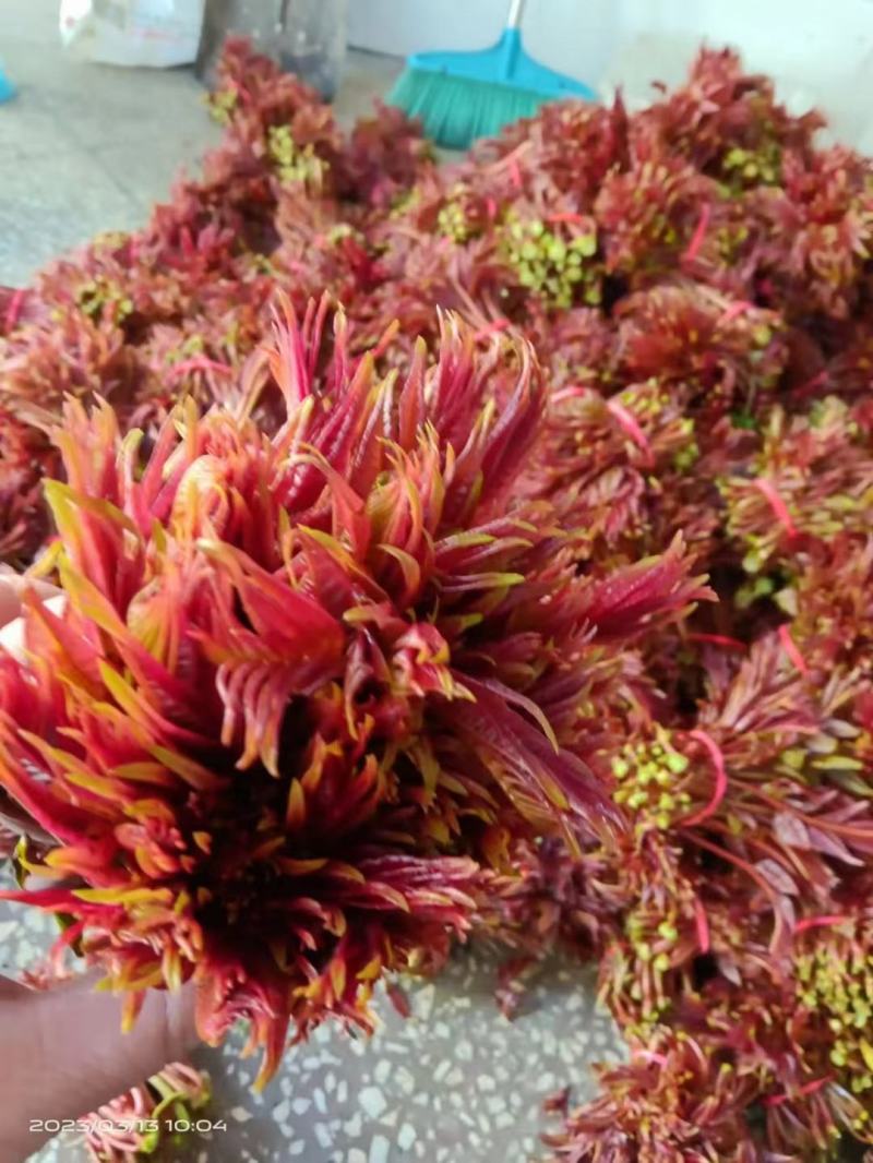 香椿芽，红香椿，贵州香春芽火热上市供应，价格随行就市，