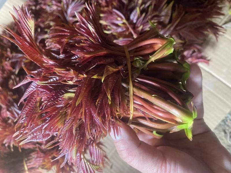 香椿芽，红香椿，贵州香春芽火热上市供应，价格随行就市，