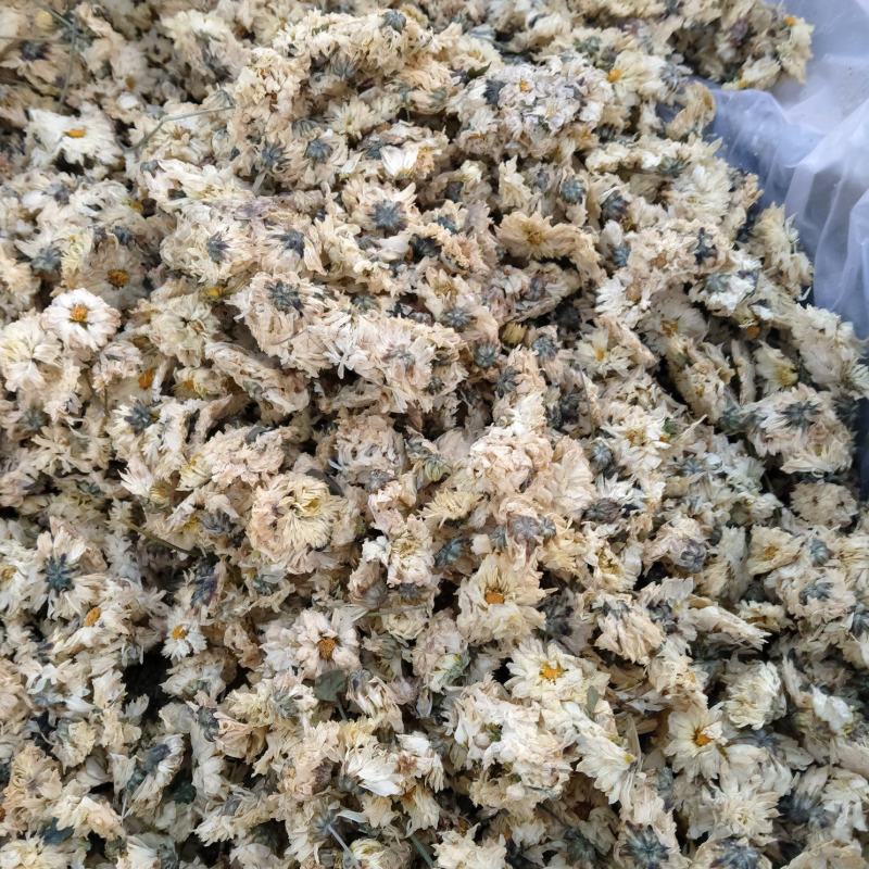 北京菊杀青花
