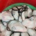 乳山蚝规格定价当天发货，坚持做精品三倍体肥度有保证