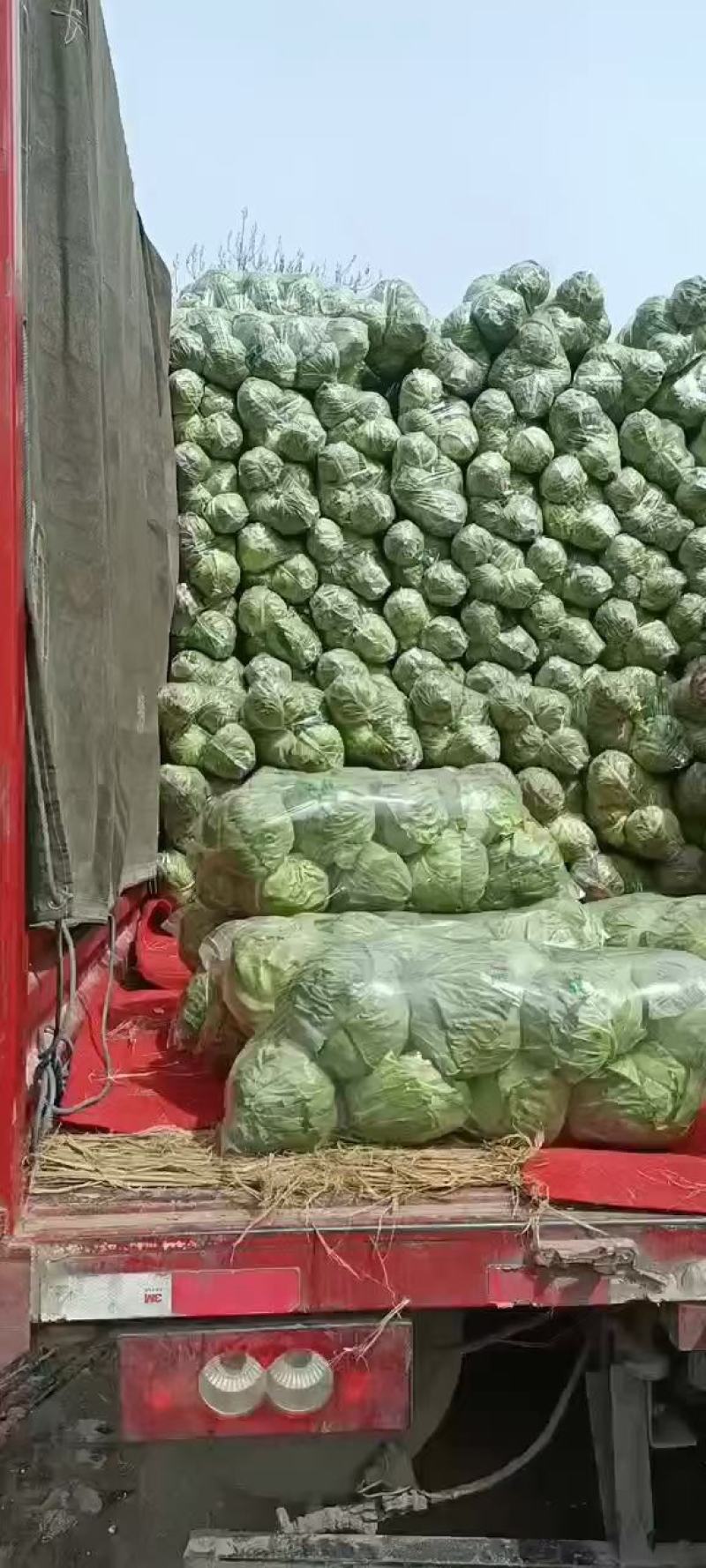 甘蓝