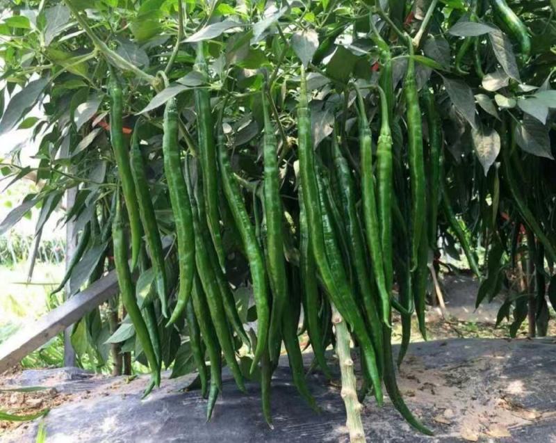 线椒苗，牛角椒苗，朝天椒苗，尖椒苗，螺丝椒苗，美人椒苗