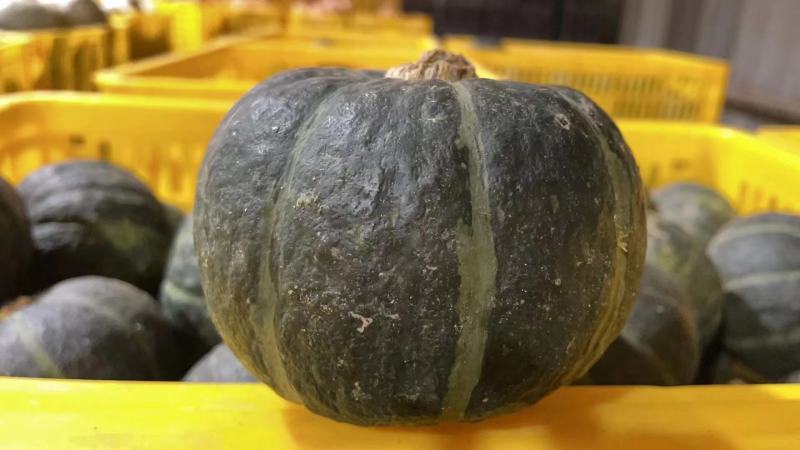 贝贝南瓜，国内品种