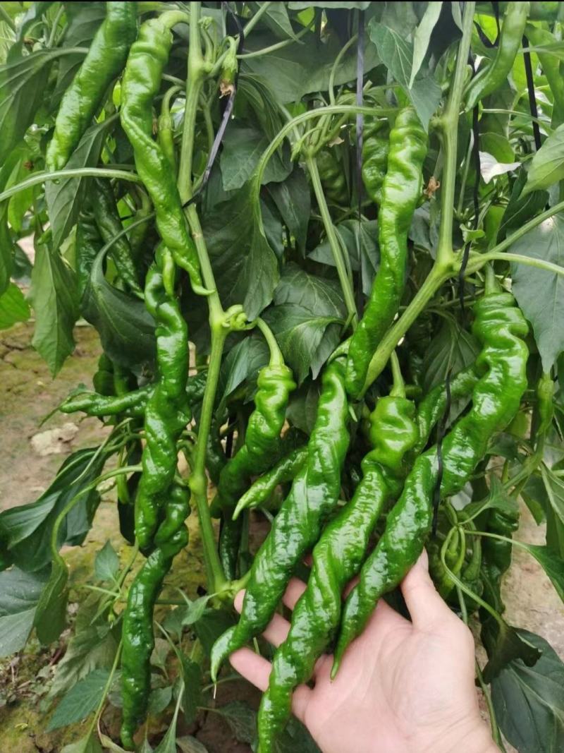 线椒苗，牛角椒苗，朝天椒苗，尖椒苗，螺丝椒苗，美人椒苗