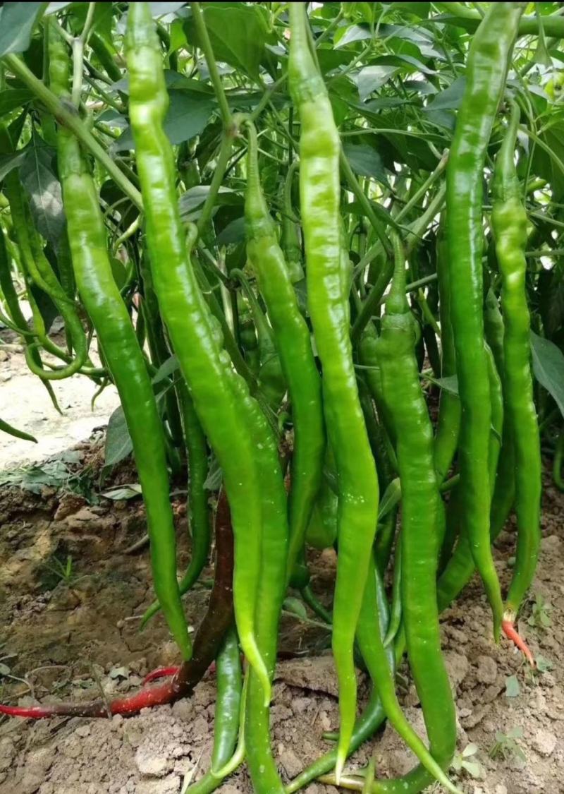 线椒苗，牛角椒苗，朝天椒苗，尖椒苗，螺丝椒苗，美人椒苗