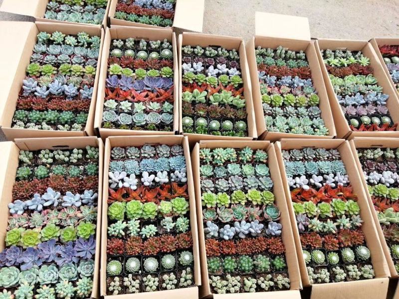 多肉植物青州花卉基地直发混合拼箱小老桩绿植土肉肉