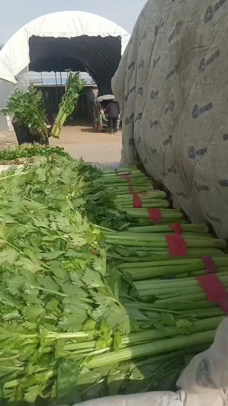 河北邯郸永年蔬菜批发市场货源充足质量保证价格便宜量大从优