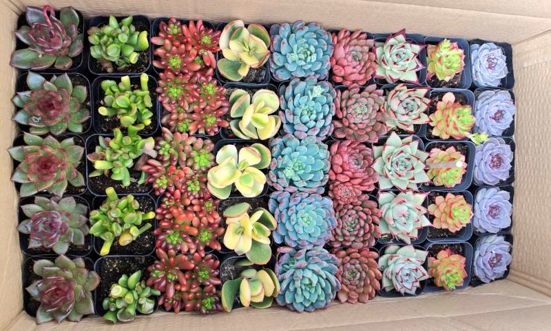 多肉植物青州花卉基地直发混合拼箱小老桩绿植土肉肉