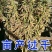 千斤豆黄豆种子大豆种春夏季播大田基地均可种植大豆种高产黄