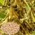 千斤豆黄豆种子大豆种春夏季播大田基地均可种植大豆种高产黄