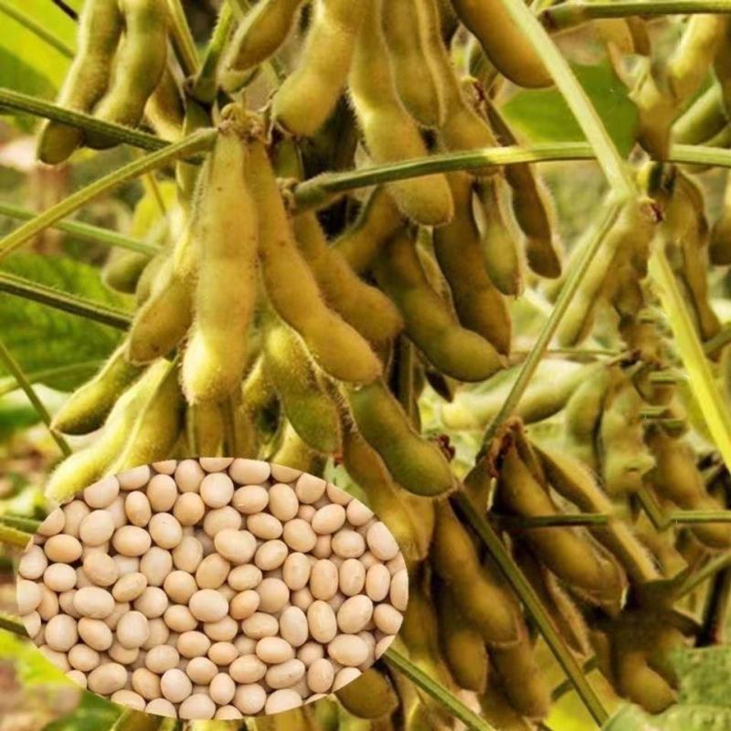 千斤豆黄豆种子大豆种春夏季播大田基地均可种植大豆种高产黄