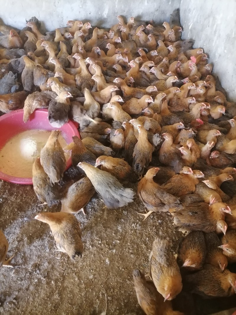 黄脚土黄麻母鸡疫苗齐全体质健康，成活率高。